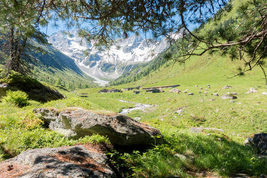 Blick durch einen Zirbenbaum auf eine Almlandschaft