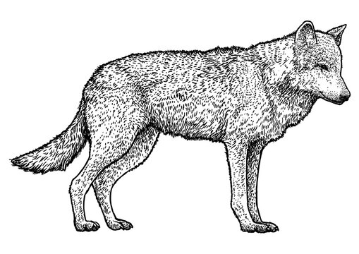 Wolf illustration, drawing, engraving, ink, line art, vector