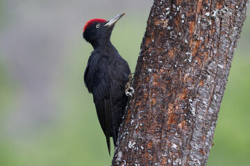 Male of Black woodpecker. Dryocopus martius