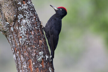 Male of Black woodpecker. Dryocopus martius