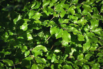 Fototapeta na wymiar Spring new beech leaves