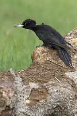 Female of Black woodpecker. Dryocopus martius