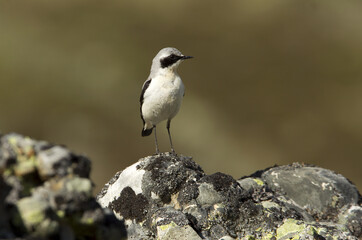 Northern wheatear. Oenanthe oenanthe