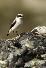 Northern wheatear. Oenanthe oenanthe