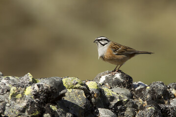 Rock bunting. Embriza cia