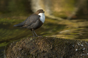 White-throated dipper. Cinclus cinclus.