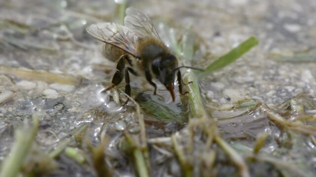 Animal life. Macro shot of bee drinking on a water place in springtime.