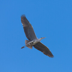     Heron, Ardea cinerea, flying in blue sky