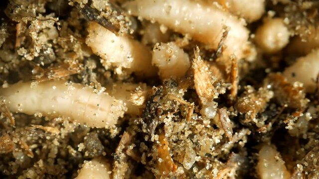 Maggots Of Fly - Bait For Fishing. Larva of a fly.