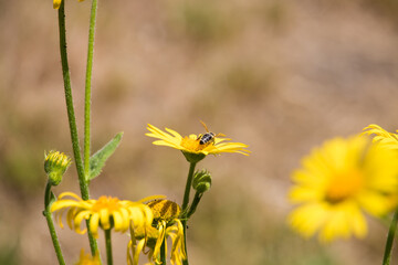 eine Biene auf einer Blume