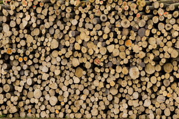 a group of chopped logs