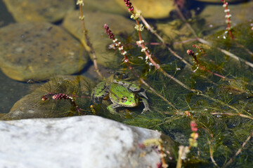 Frosch im Teich 2