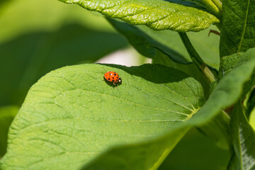 Marienkäfer auf einem Blatt