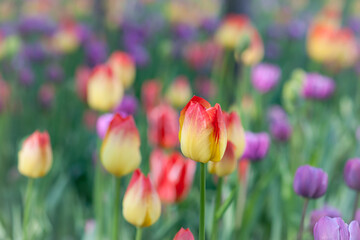 Multicolor tulips on a flowerbed