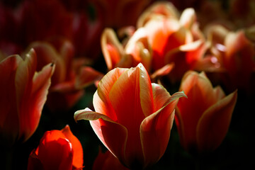 Sunlit red tulips low key