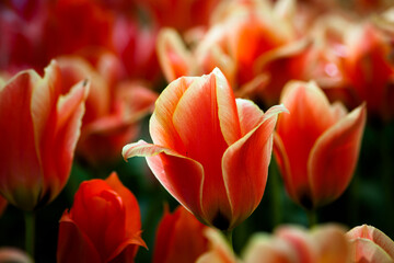 Sunlit red tulips low key