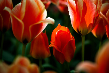 Sunlit red tulips low key