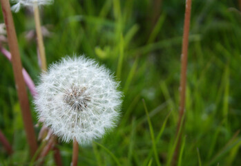 Pusteblume