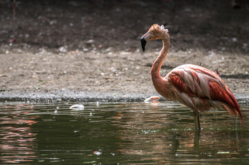 flamingo im wasser