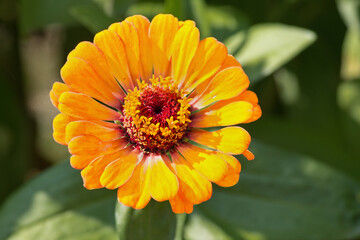 Yellow zinnia closeup on a green background