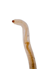 Spinitectus sp.a parasite of the fish under microscope view.