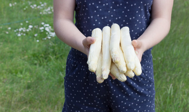 white asparagus / White asparagus is held in the hands