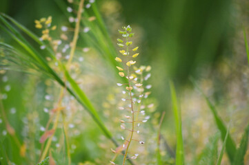Beautiful wildflowers and grass
