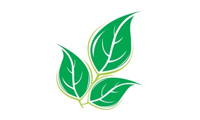 Leaves and lush green plants
