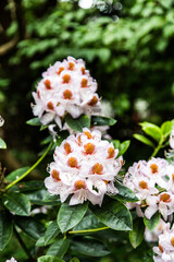 Huge Pink Rhododendrons Against Dark Background