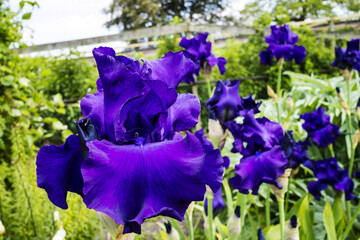Dark blue large bearded iris flower in a herbaceous border close up.