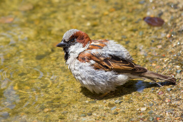 Haussperling (Passer domesticus) Spatz Männchen beim Baden