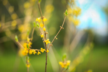 Жёлтые цветы 