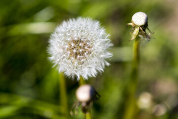 dandelion seed head