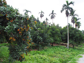 Fototapeta na wymiar Rambutan and mangosteen trees in orchard