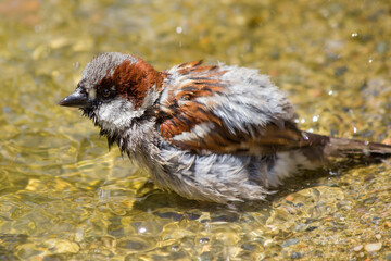 Haussperling (Passer domesticus) Spatz Männchen beim Baden