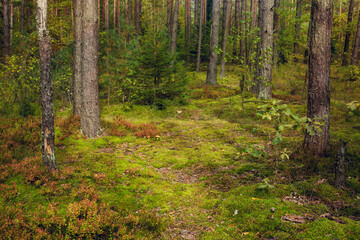 Beautiful Nature Landscape of Pine forest
