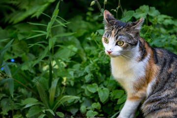 Katze im Garten