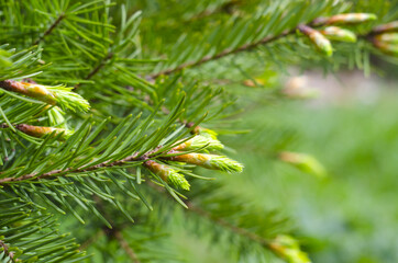 Young spring spruce tree blossoms. New fir branch in spring close up. Fresh spruce shoot, natural background