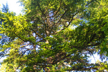 in Nikitsky Botanical garden