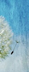 Close up of a  common dandelion blowball © lehmannw