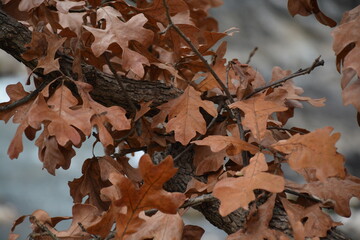 Oak leaves