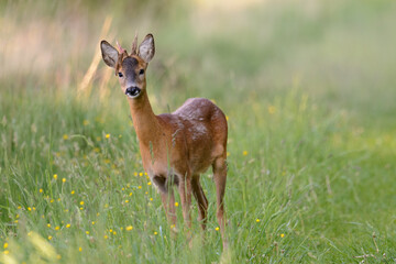 Rehbock mit Resten von Bast am frühen Morgen in einer Moorlandschaft