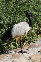 The African sacred ibis, Threskiornis aethiopicus, was almost extinct in nature