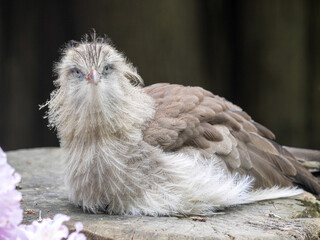 Red-legged-Sreriema, Cariama cristata, is a very interesting bird