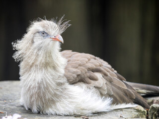 Fototapeta premium Red-legged-Sreriema, Cariama cristata, is a very interesting bird