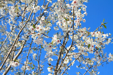 cherry blossoms under the blue sky