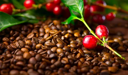 Zelfklevend Fotobehang Coffee. Real coffee plant with red beans on roasted coffee beans background  © Subbotina Anna