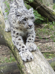 Persian Leopard, Panthera pardus saxicolor, is rare in nature