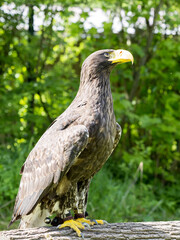 The white-tailed eagle, Haliaeetus albicilla, belongs among the more common eagles