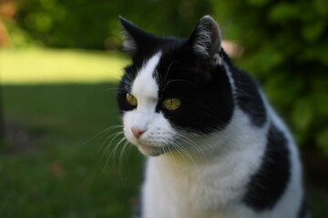 black and white domestic cat on the grass